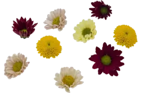 Eetbare bloem Chrysant 20st.